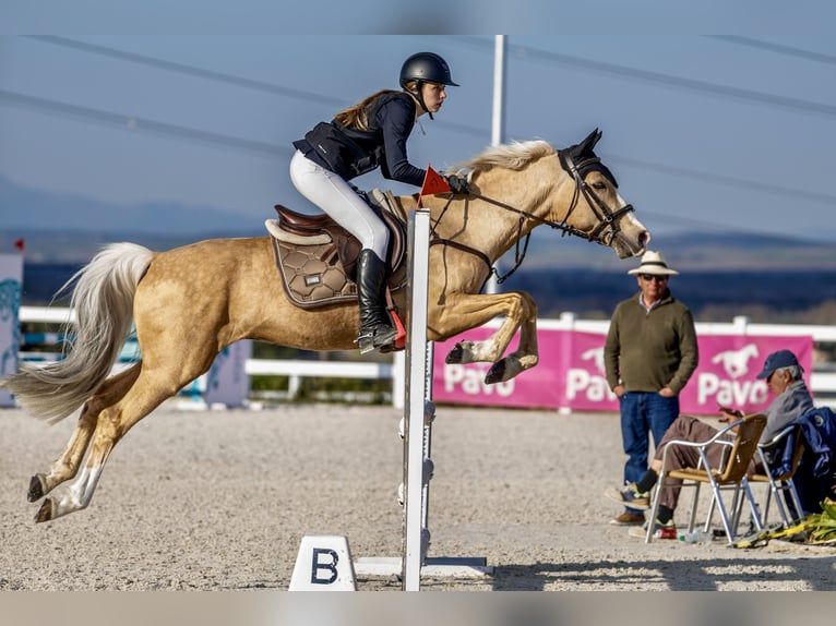 Hispano arabe Croisé Étalon 9 Ans 156 cm Palomino in Madrid