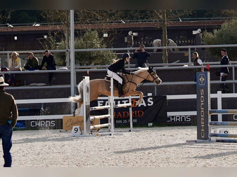 Hispano arabe Croisé Étalon 9 Ans 156 cm Palomino in Madrid