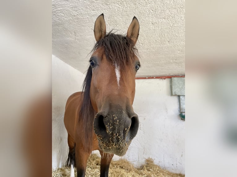 Hispano arabe Hongre 10 Ans 148 cm Bai cerise in Feldkirchen-Westerham