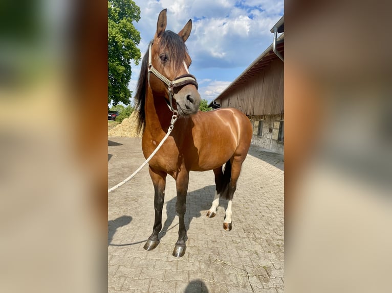 Hispano arabe Hongre 10 Ans 148 cm Bai cerise in Feldkirchen-Westerham