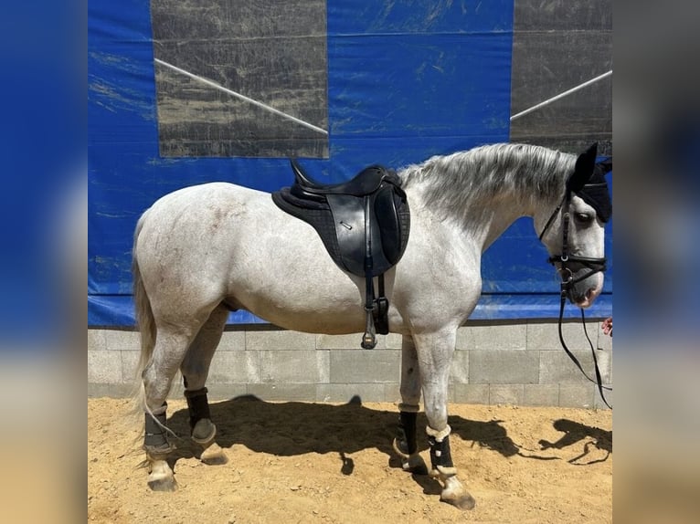 Hispano arabe Hongre 10 Ans 154 cm Gris in Varnsdorf
