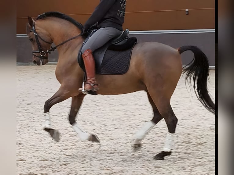 Hispano arabe Hongre 10 Ans 159 cm Bai in Madrid