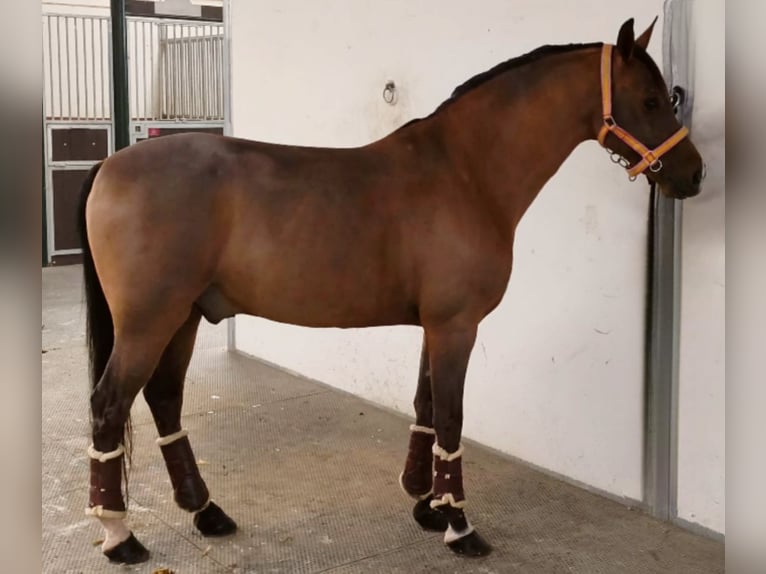 Hispano arabe Hongre 10 Ans 159 cm Bai in Madrid