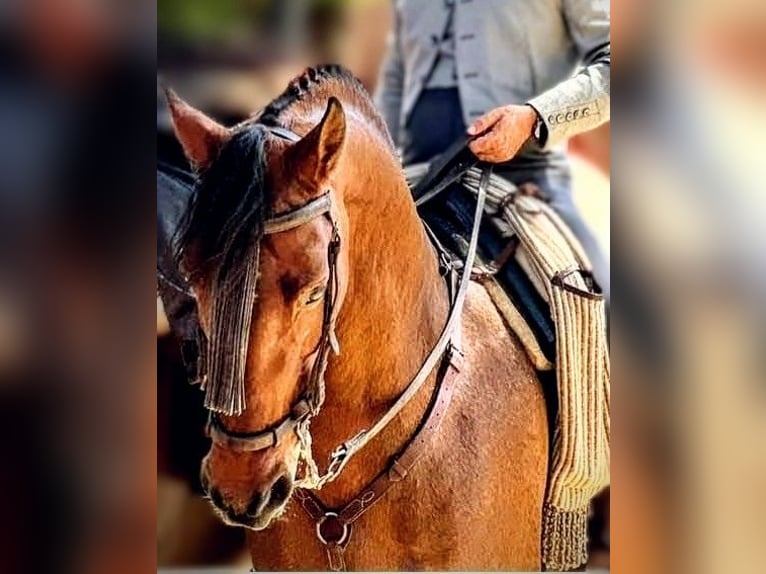 Hispano arabe Hongre 10 Ans 162 cm Bai in Sevilla