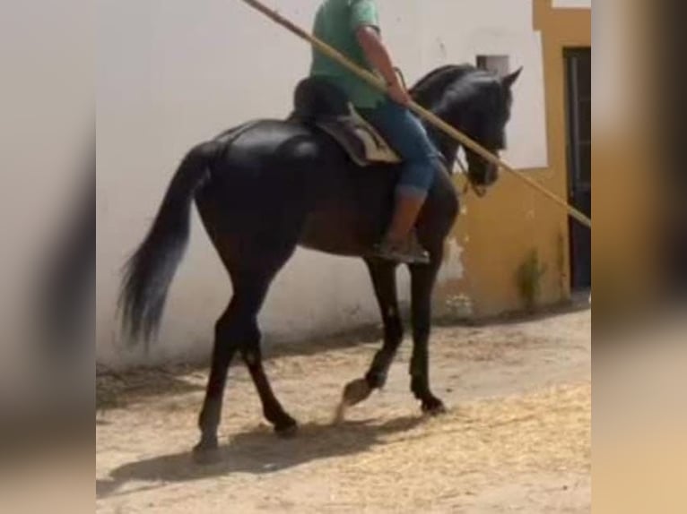 Hispano arabe Croisé Hongre 10 Ans 166 cm Noir in Dos Hermanas