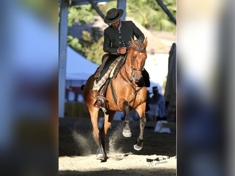 Hispano arabe Hongre 12 Ans 158 cm Bai in Pozoblanco