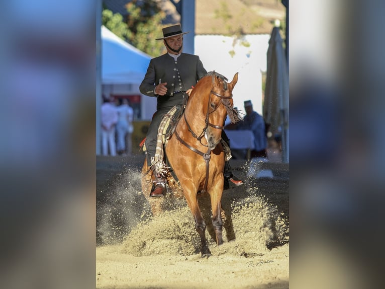 Hispano arabe Hongre 12 Ans 158 cm Bai in Pozoblanco