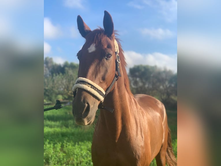 Hispano arabe Croisé Hongre 13 Ans 162 cm Alezan in Campos