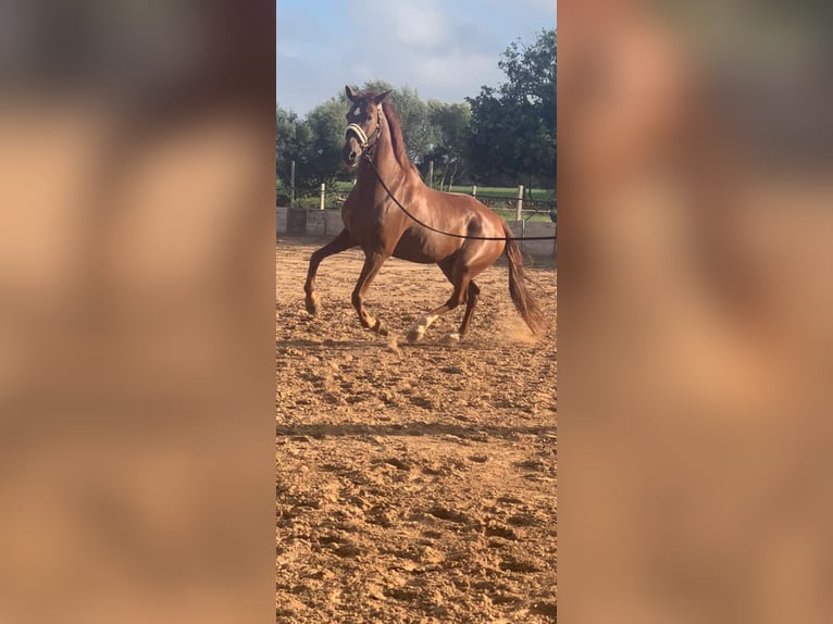 Hispano arabe Croisé Hongre 13 Ans 162 cm Alezan in Campos