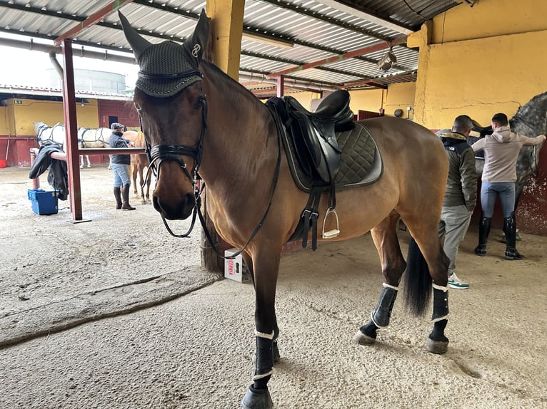 Hispano arabe Hongre 13 Ans 169 cm Bai clair in Alcala De Henares