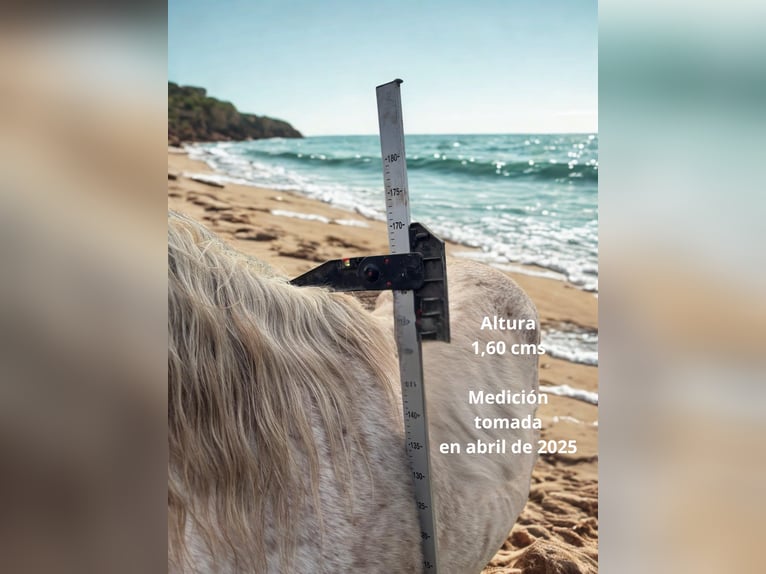 Hispano arabe Croisé Hongre 15 Ans 160 cm Gris in Abrera