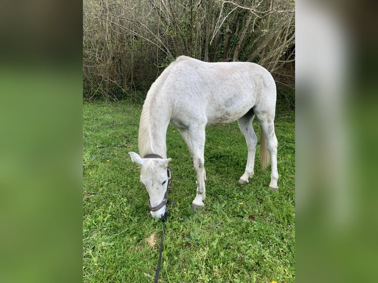 Hispano arabe Hongre 16 Ans Gris in Trapaga-Causo