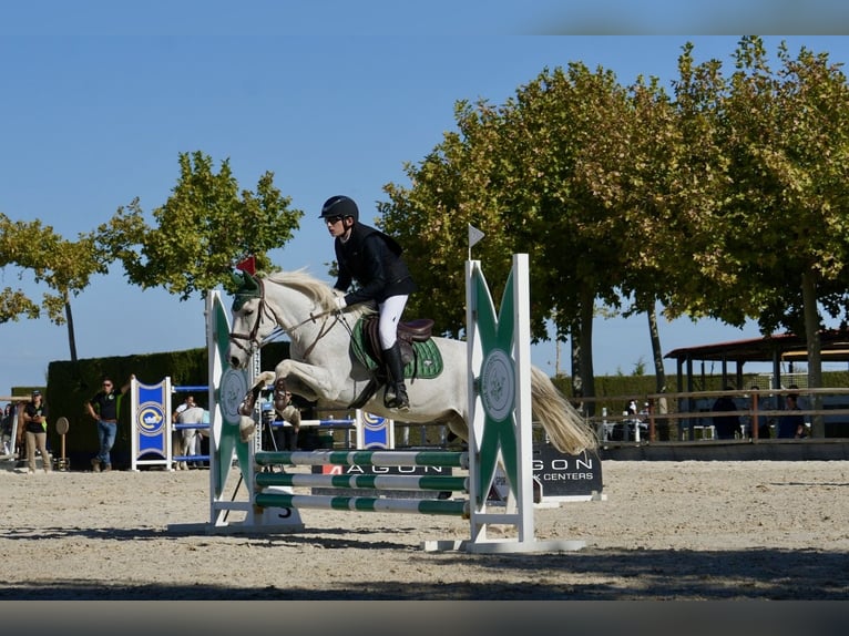 Hispano arabe Hongre 19 Ans 148 cm Gris in Sarral