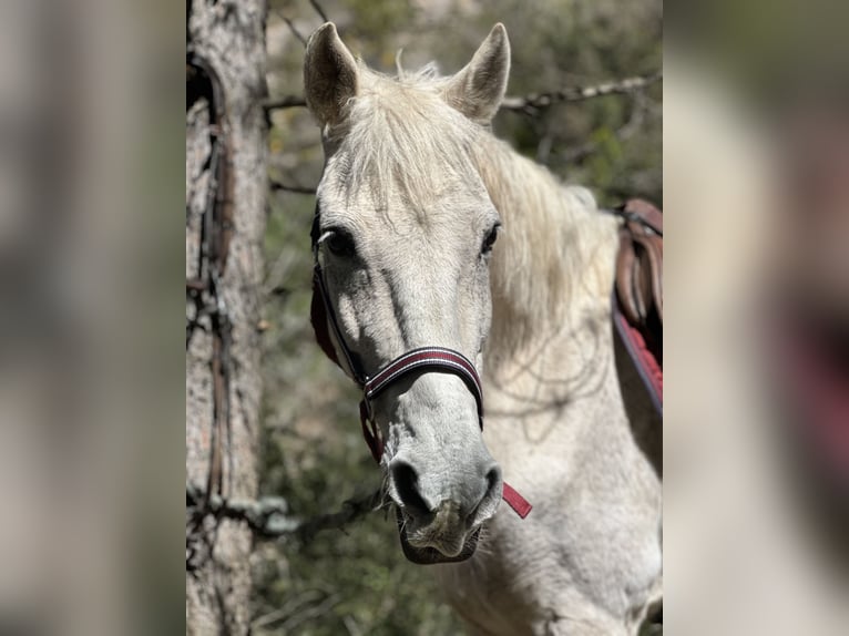 Hispano arabe Hongre 19 Ans 148 cm Gris in Sarral