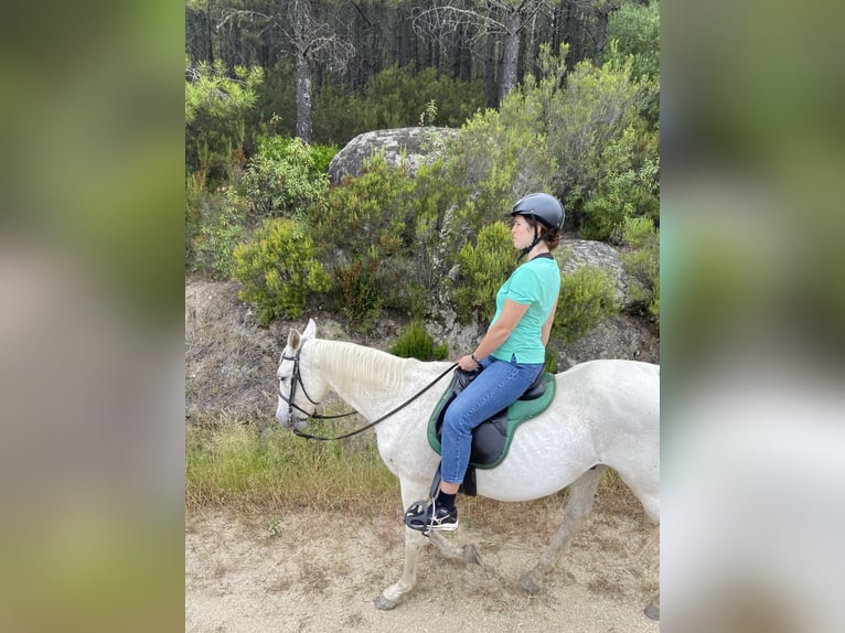 Hispano arabe Hongre 22 Ans 165 cm Gris in Santa Cruz Del Valle