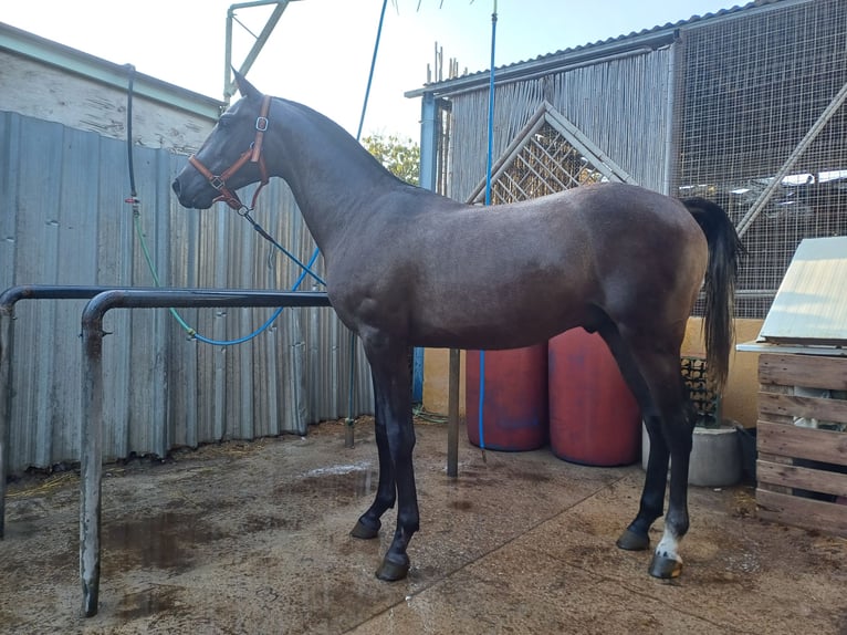 Hispano arabe Hongre 2 Ans 155 cm Gris moucheté in La Cañada Almería