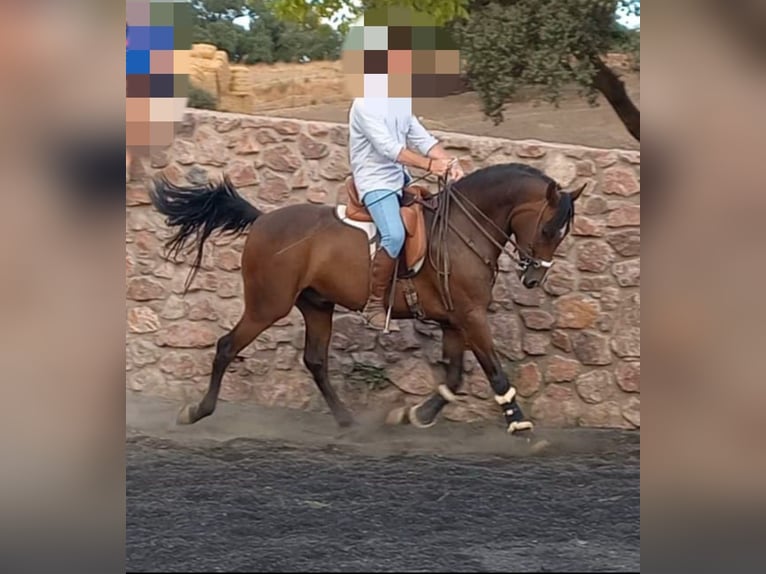 Hispano arabe Hongre 3 Ans 158 cm Bai in Aracena