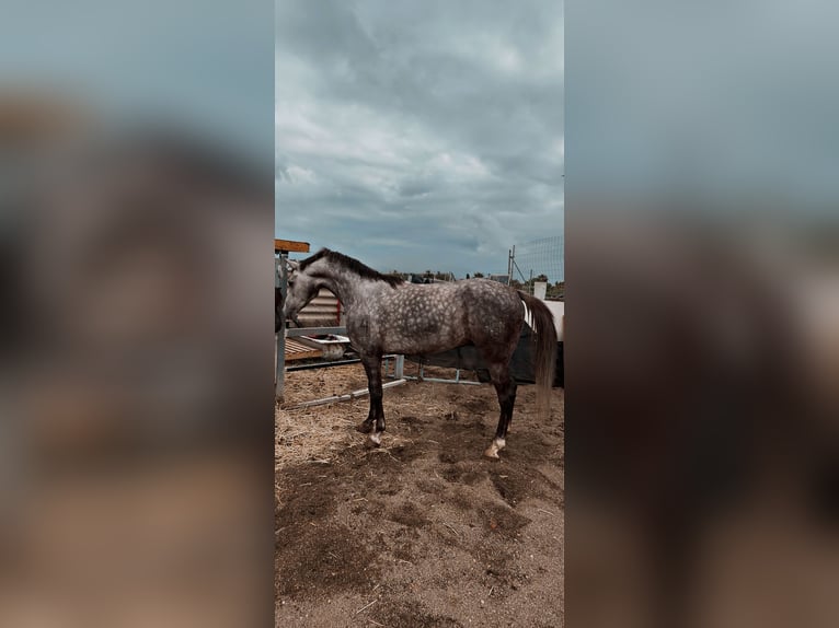 Hispano arabe Hongre 3 Ans 160 cm Gris pommelé in La Pobla De Vallbona