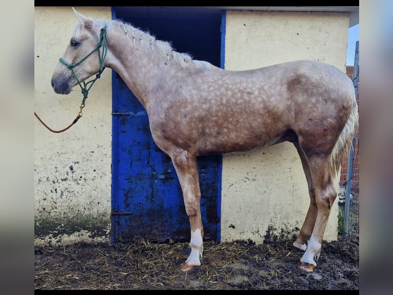 Hispano arabe Hongre 3 Ans 164 cm Perle in Lominchar