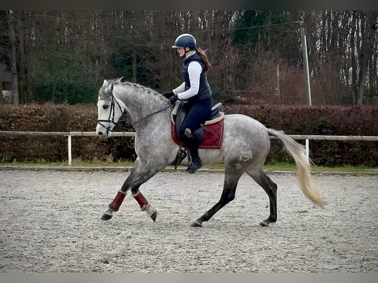 Hispano arabe Hongre 4 Ans 154 cm Gris in Neustadt (Wied)