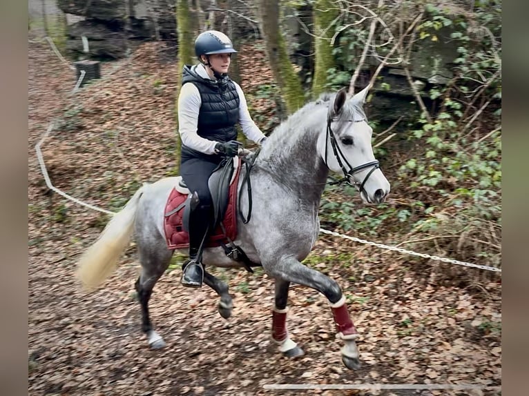 Hispano arabe Hongre 4 Ans 154 cm Gris in Neustadt (Wied)