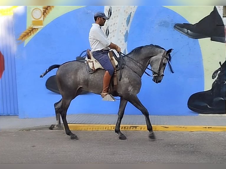 Hispano arabe Hongre 4 Ans 167 cm Gris in Valencia de Alcántara