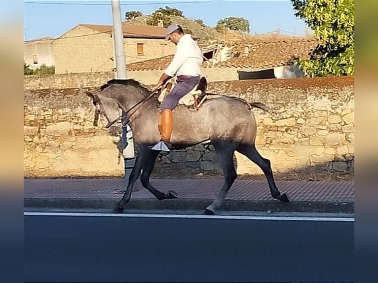 Hispano arabe Hongre 4 Ans 167 cm Gris in Valencia de Alcántara