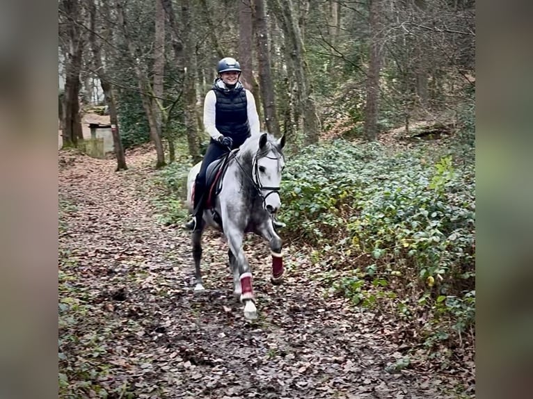 Hispano arabe Hongre 5 Ans 154 cm Gris in Neustadt (Wied)