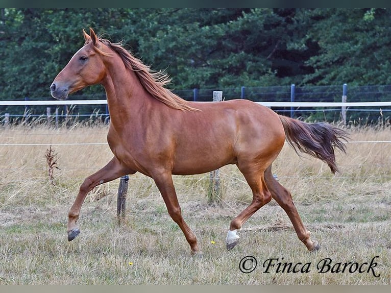 Hispano arabe Hongre 5 Ans 156 cm Alezan in Wiebelsheim