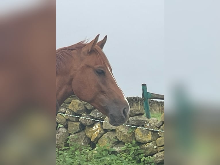 Hispano arabe Croisé Hongre 5 Ans 160 cm Alezan brûlé in Murcia