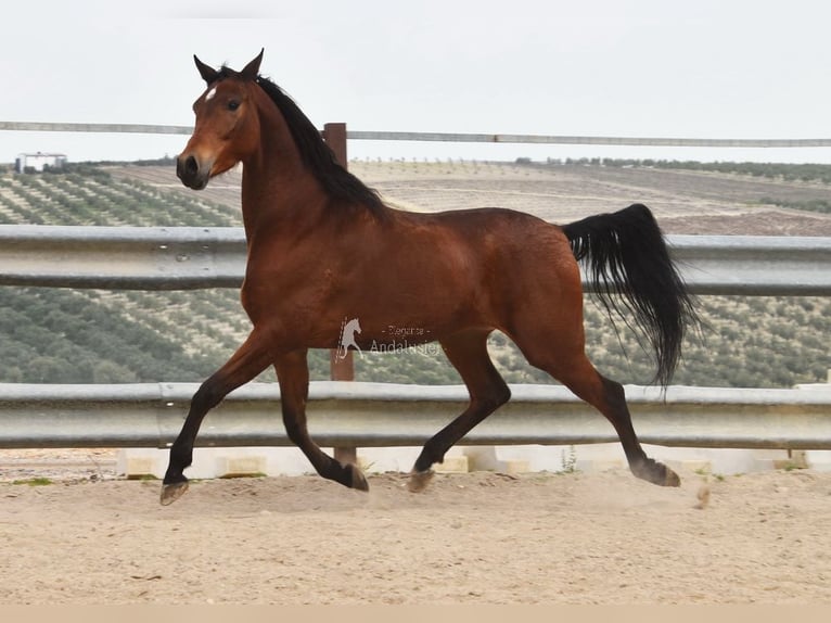 Hispano arabe Hongre 5 Ans 163 cm Bai in Provinz Cordoba