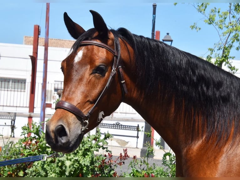 Hispano arabe Hongre 5 Ans 163 cm Bai in Provinz Cordoba