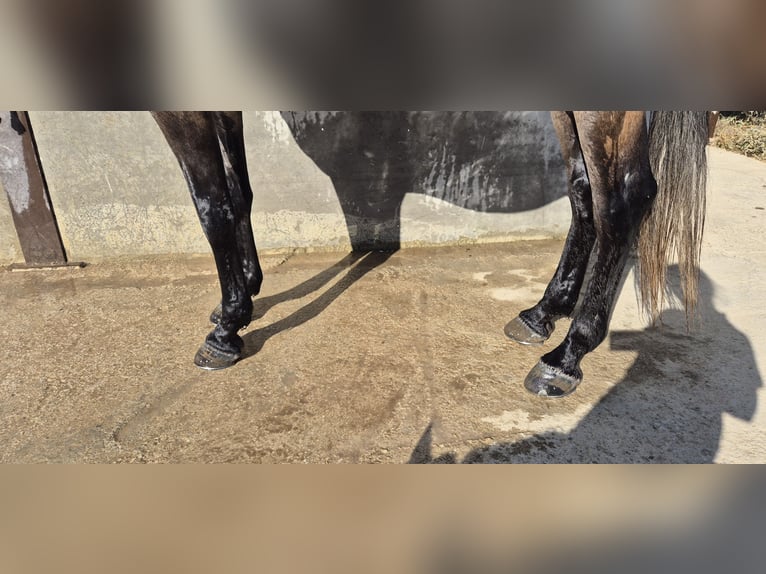 Hispano arabe Hongre 5 Ans 163 cm Gris (bai-dun) in Peiting