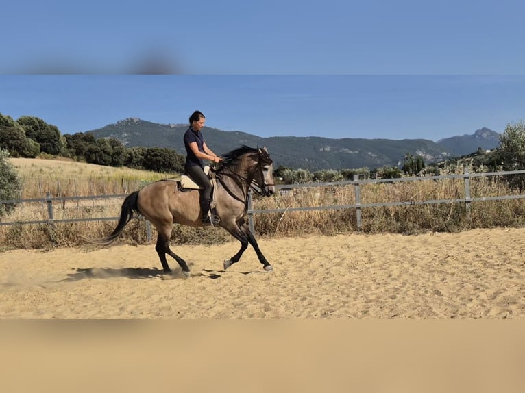 Hispano arabe Hongre 5 Ans 163 cm Gris (bai-dun) in Peiting