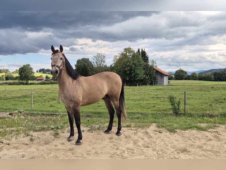 Hispano arabe Hongre 5 Ans 163 cm Gris (bai-dun) in Peiting