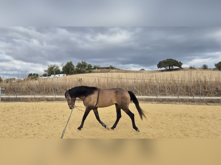 Hispano arabe Hongre 5 Ans 163 cm Gris (bai-dun) in Peiting