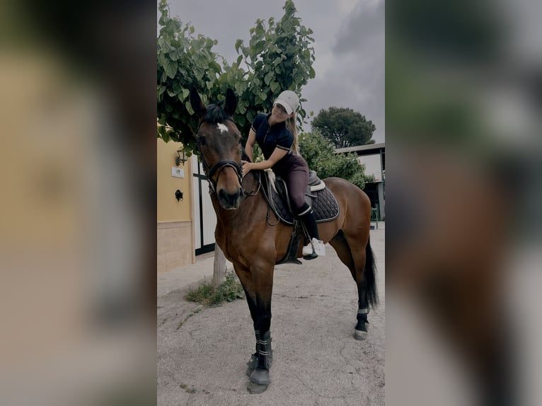 Hispano arabe Hongre 5 Ans Bai in Catadau
