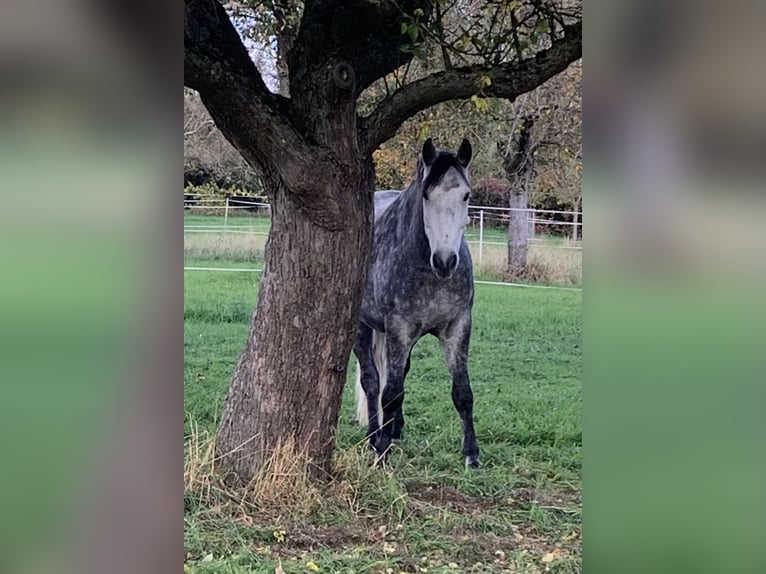 Hispano arabe Croisé Hongre 6 Ans 155 cm Gris in Heuchelheim