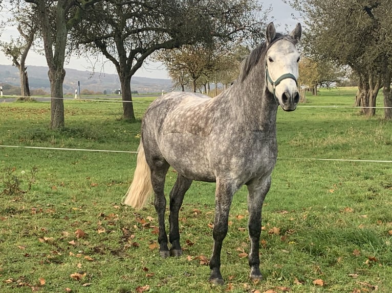 Hispano arabe Croisé Hongre 6 Ans 155 cm Gris in Heuchelheim