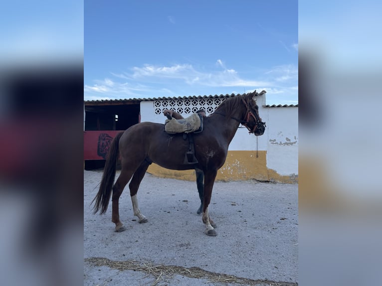 Hispano arabe Croisé Hongre 6 Ans 160 cm Bai in Arroyo De La Luz