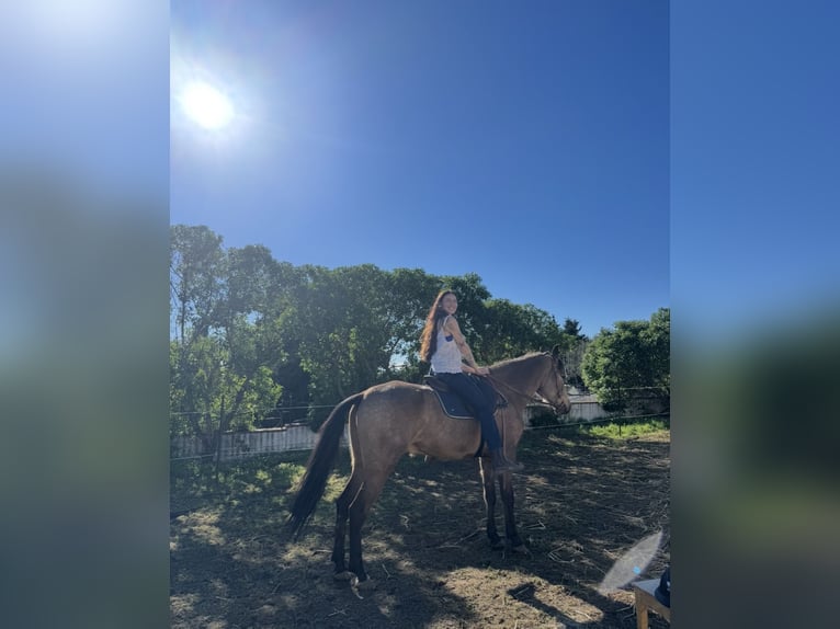 Hispano arabe Croisé Hongre 6 Ans 163 cm Buckskin in Chiclana de la Frontera