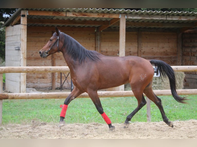 Hispano arabe Hongre 7 Ans 154 cm Bai in Les Baux-de-Provence