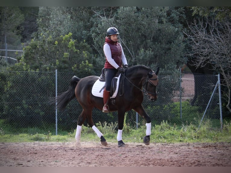 Hispano arabe Hongre 7 Ans 161 cm Bai brun foncé in Valencia