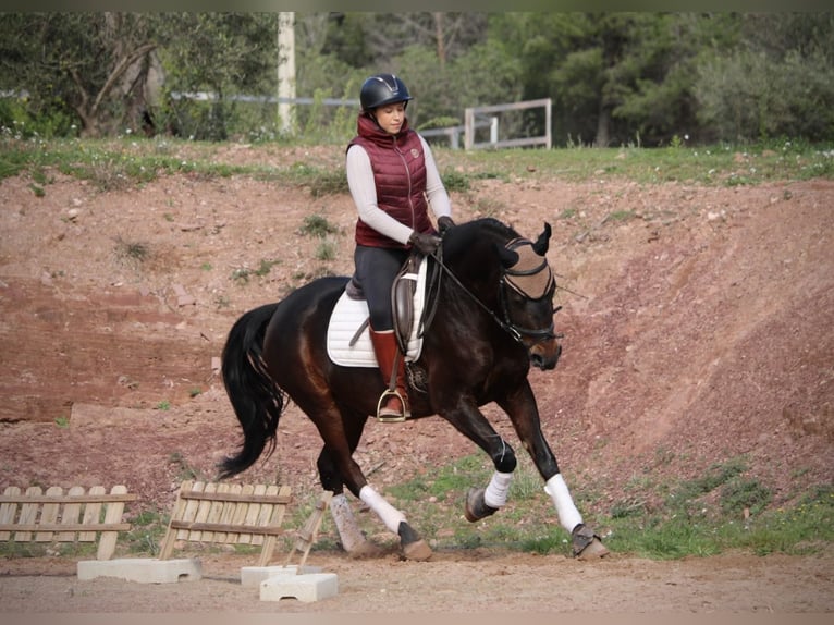 Hispano arabe Hongre 7 Ans 161 cm Bai brun foncé in Valencia