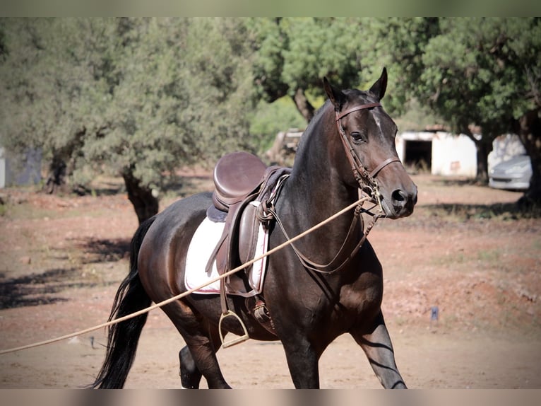Hispano arabe Hongre 7 Ans 161 cm Bai brun foncé in Valencia