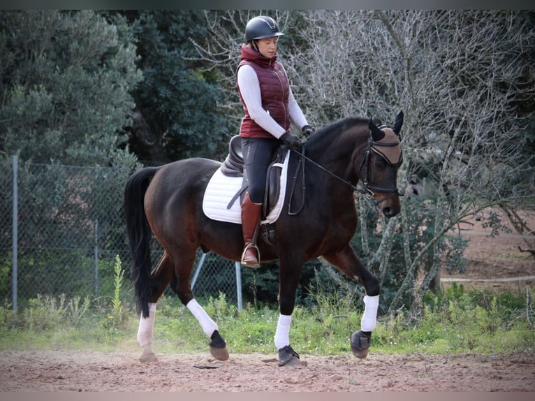 Hispano arabe Hongre 7 Ans 161 cm Bai brun foncé in Valencia