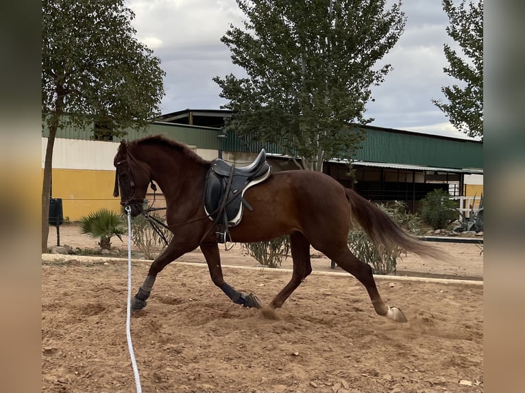 Hispano arabe Hongre 7 Ans 162 cm Alezan in Lora del Río