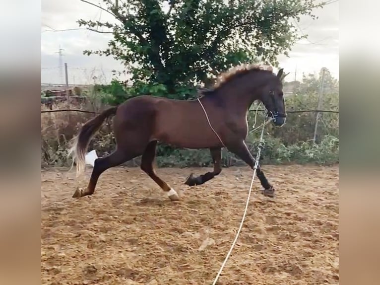 Hispano arabe Hongre 7 Ans 162 cm Alezan in Lora del Río