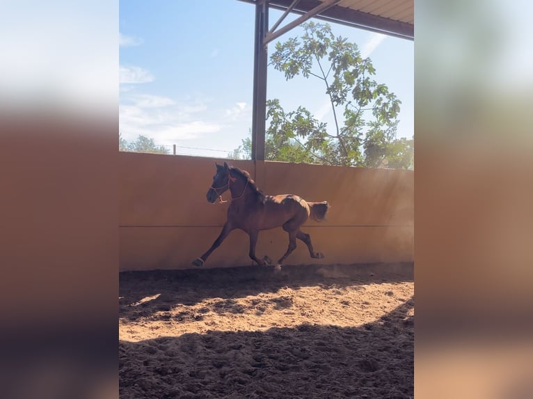 Hispano arabe Hongre 7 Ans 162 cm Alezan in Lora del Río