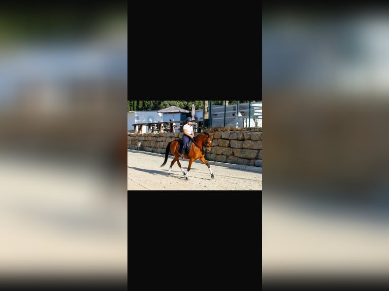 Hispano arabe Hongre 7 Ans 163 cm Bai in El Cigarral
